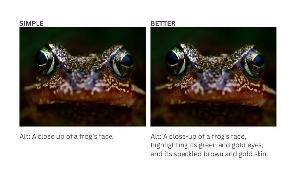 Comparison of alt-text examples for a frog's face. The simple Alt text is 'A close up of a frog’s face'. The better Alt text is 'A close-up of a frog's face, highlighting its green and gold eyes, and its speckled brown and gold skin'.
