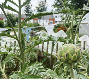 Image for Community Gardens for Wellbeing 