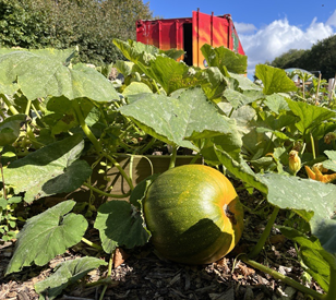 Image for GLAS at TU Dublin Pumpkin patch