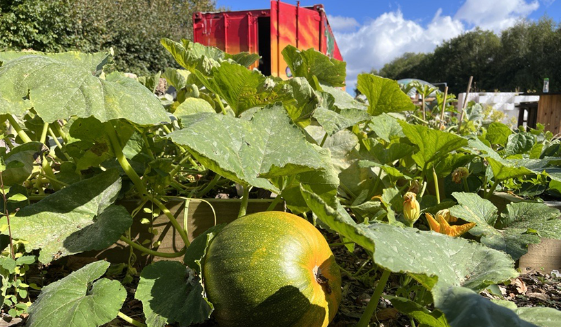 a Pumpkin patch at GLAS TU Dublin garden