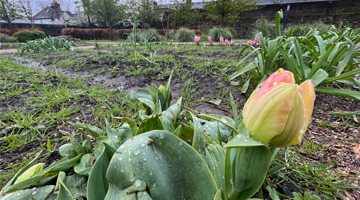 Image for workday staff working at the Grangegorman community garden