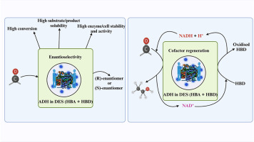 Image for Influence of deep eutectic solvents on redox biocatalysis involving alcohol dehydrogenases